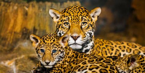 jaguar méxico sitio oficial